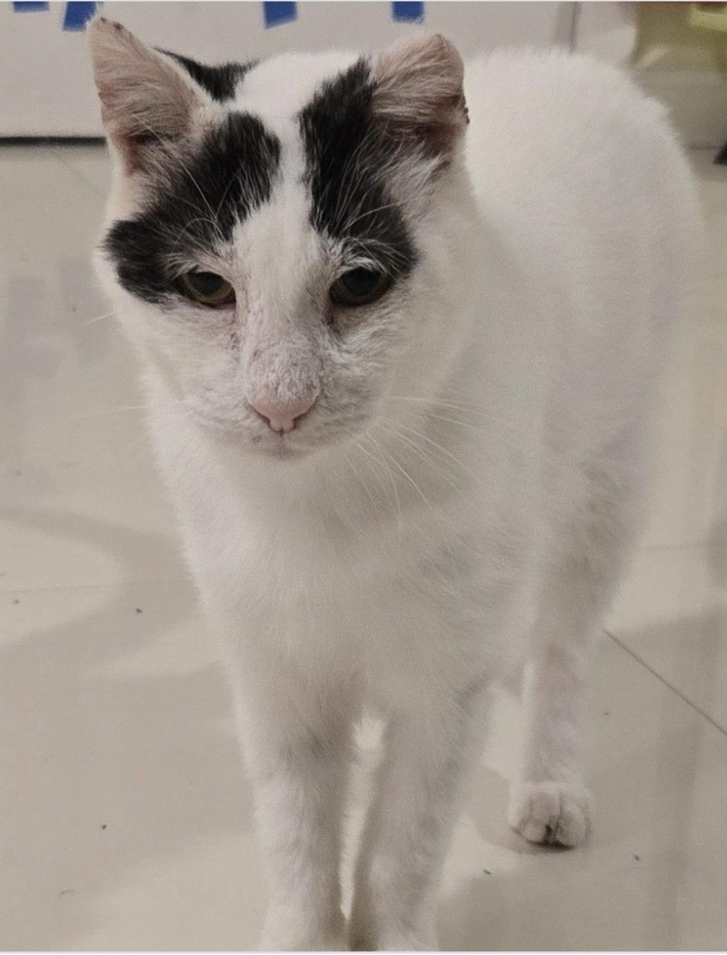 Enlarge Bubbles, a ADOPTABLE Domestic Short Hair in Vero Beach, FL image 4/5