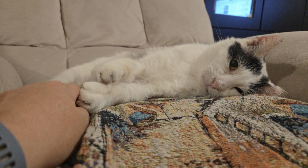 Enlarge Bubbles, a ADOPTABLE Domestic Short Hair in Vero Beach, FL image 5/5