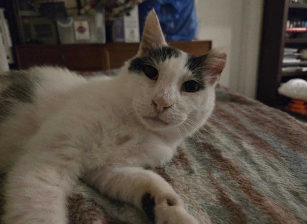 Enlarge Bubbles, a ADOPTABLE Domestic Short Hair in Vero Beach, FL image 1/5