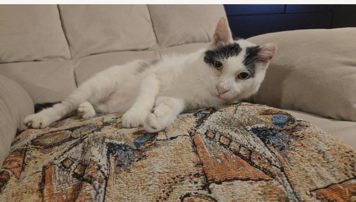 Enlarge Bubbles, a ADOPTABLE Domestic Short Hair in Vero Beach, FL image 3/5