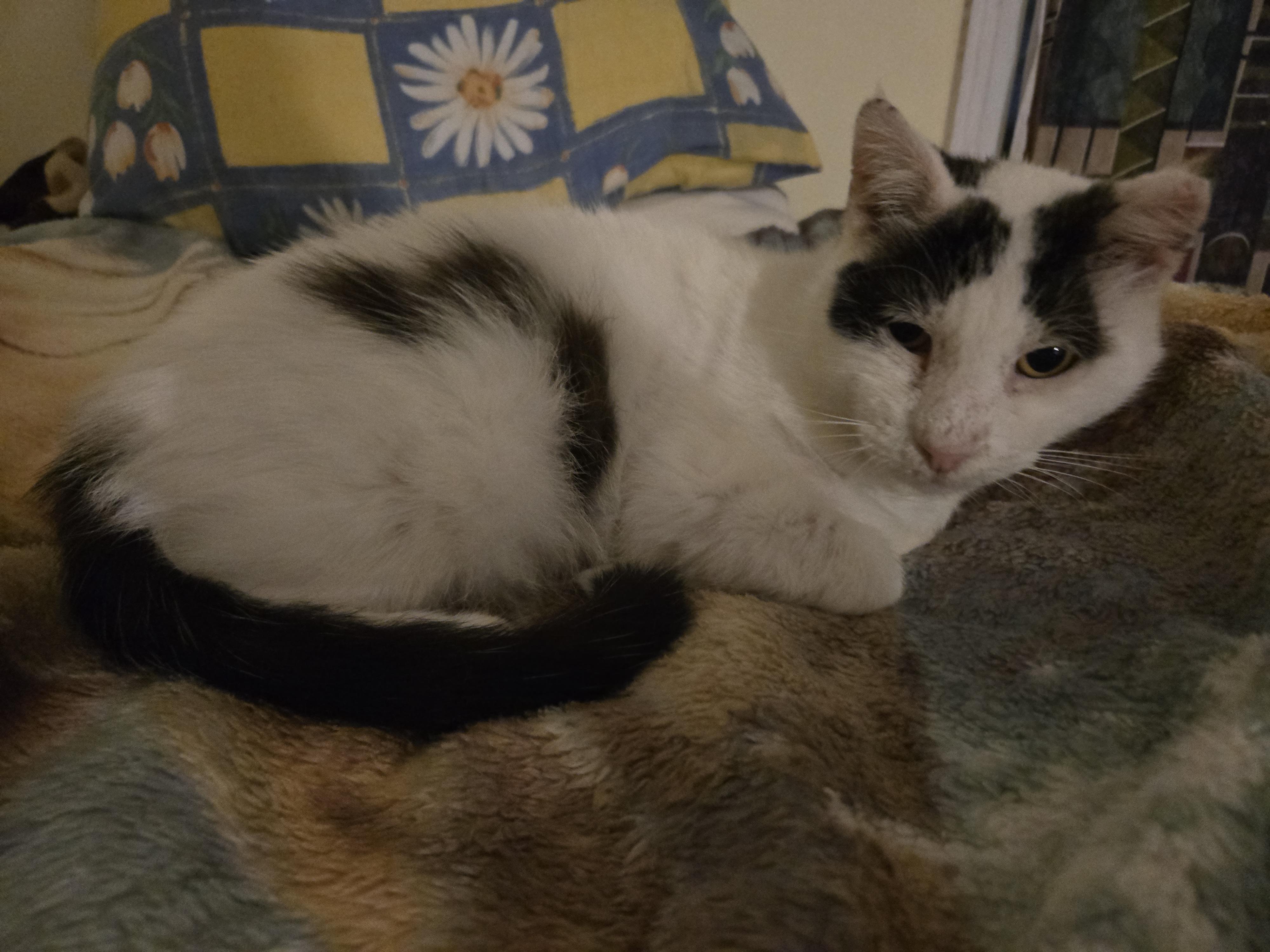 Bubbles, ADOPTABLE, Senior Male Domestic Short Hair.