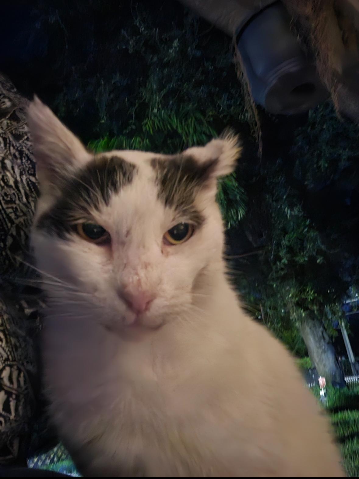 Bubbles, ADOPTABLE, Senior Male Domestic Short Hair.