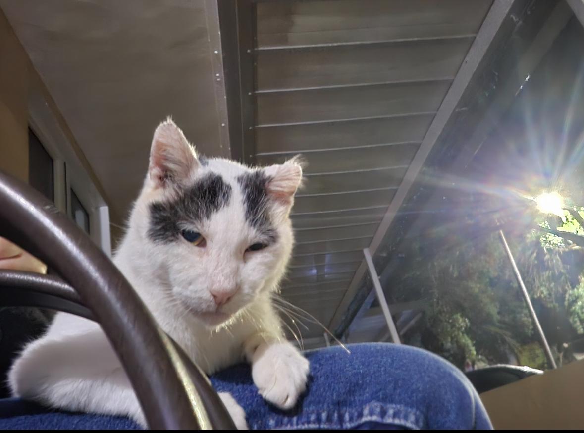 Bubbles, a ADOPTABLE Domestic Short Hair in Miami, FL image 2/3