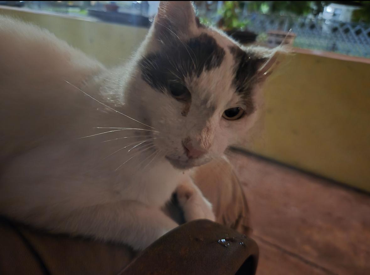 Bubbles, a ADOPTABLE Domestic Short Hair in Miami, FL image 3/3