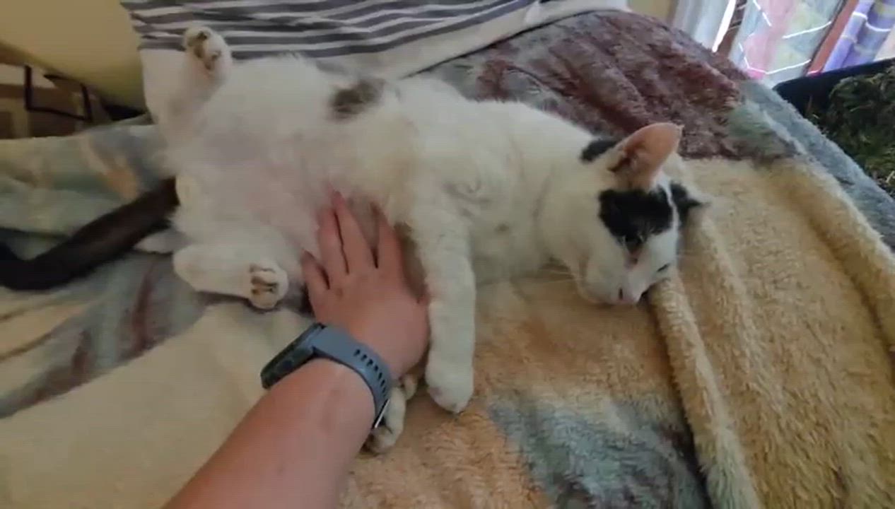 Enlarge Bubbles, a ADOPTABLE Domestic Short Hair in Vero Beach, FL video 2/5