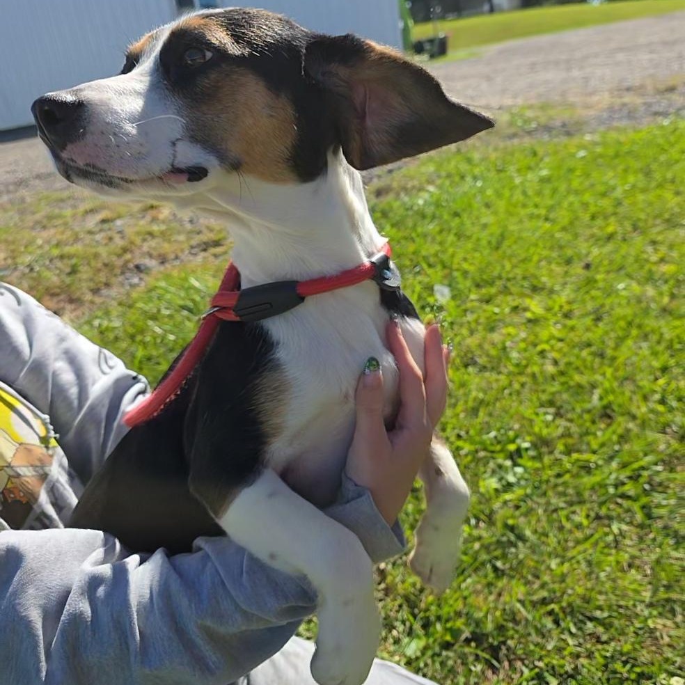 Enlarge Thelma, a Adopted Beagle in Stoughton, MA image 5/6