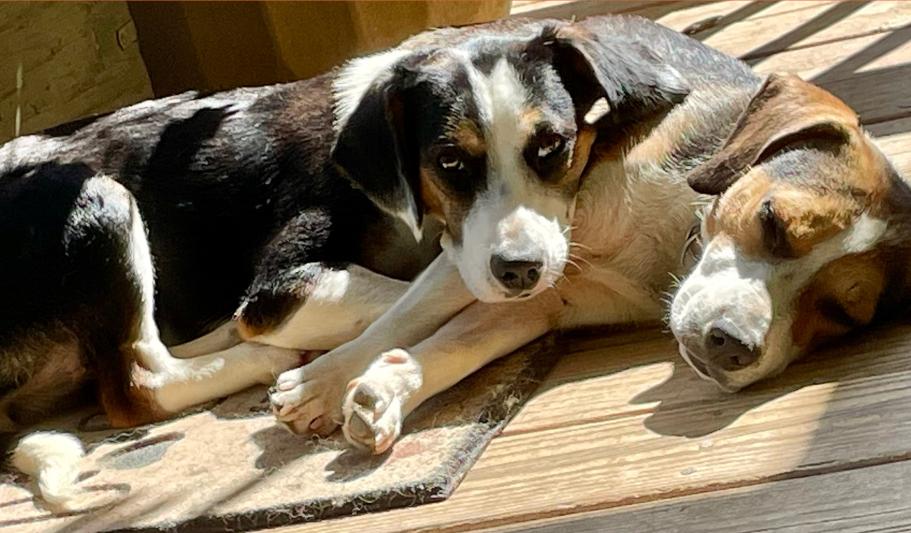 Enlarge Thelma, a Adopted Beagle in Stoughton, MA image 3/6