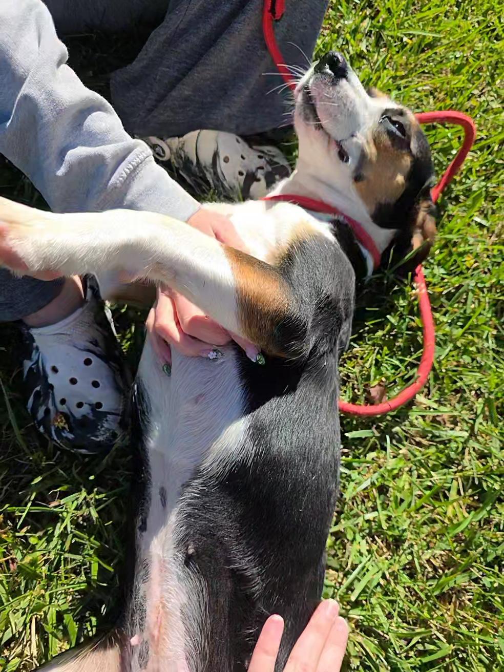 Enlarge Thelma, a Adopted Beagle in Stoughton, MA image 6/6