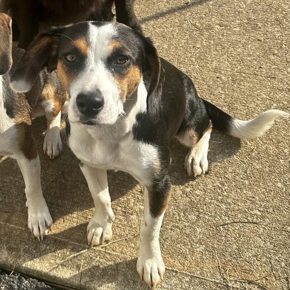 Enlarge Thelma, a Adopted Beagle in Stoughton, MA image 1/6