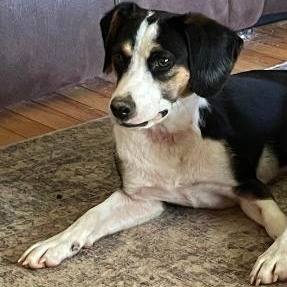 Enlarge Thelma, a Adopted Beagle in Stoughton, MA image 2/6