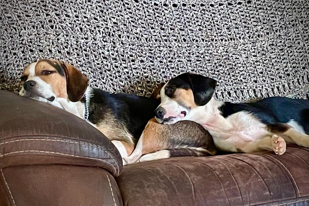 Enlarge Thelma, a Adopted Beagle in Stoughton, MA image 4/6