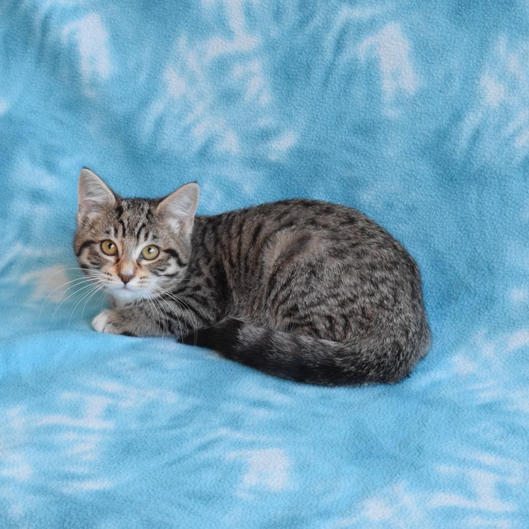 Freckles, Adoptable, Kitten Female Domestic Short Hair.