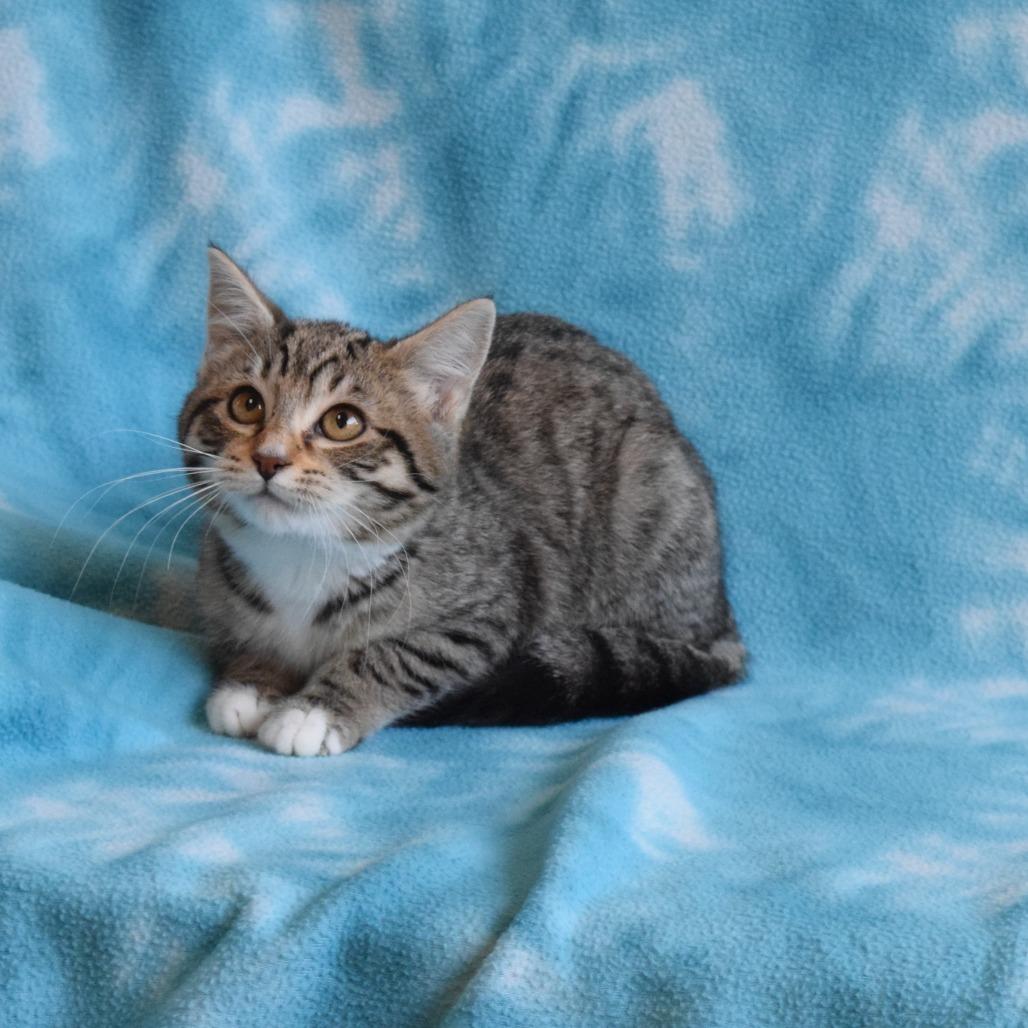 Enlarge Freckles, a Adoptable Domestic Short Hair in Eureka, CA image 2/4