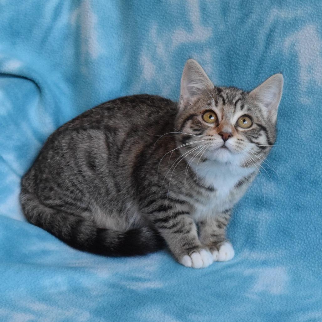 Enlarge Freckles, a Adoptable Domestic Short Hair in Eureka, CA image 3/4