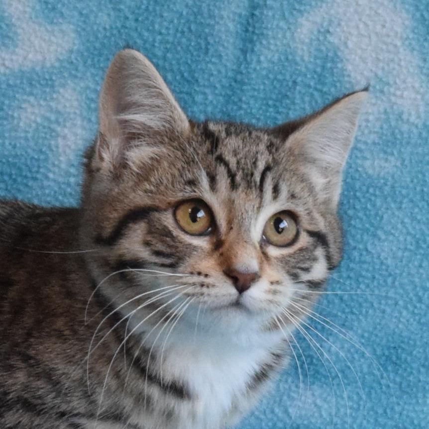 Enlarge Freckles, a Adoptable Domestic Short Hair in Eureka, CA image 4/4