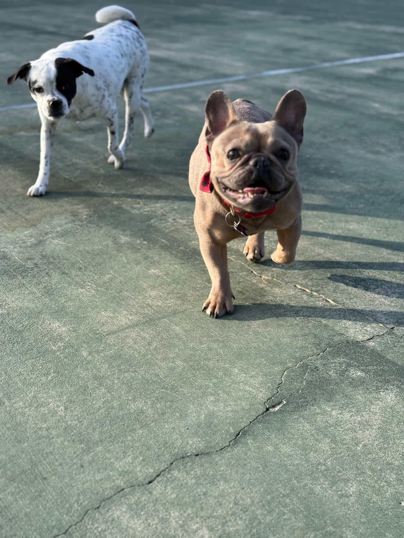 Queenie, a ADOPTABLE French Bulldog in Marina Del Rey, CA image 6/6