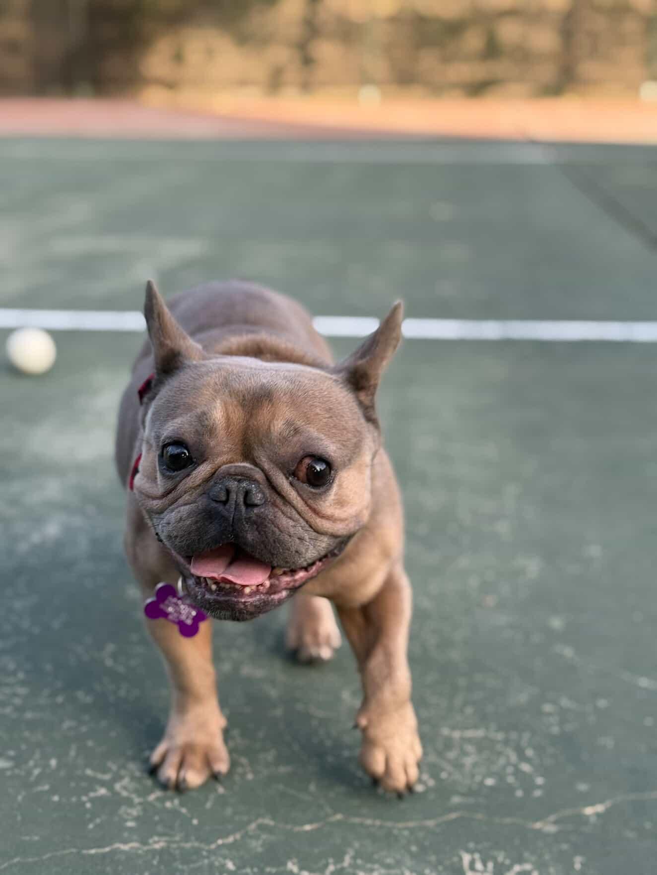 Queenie, a ADOPTABLE French Bulldog in Marina Del Rey, CA image 3/6