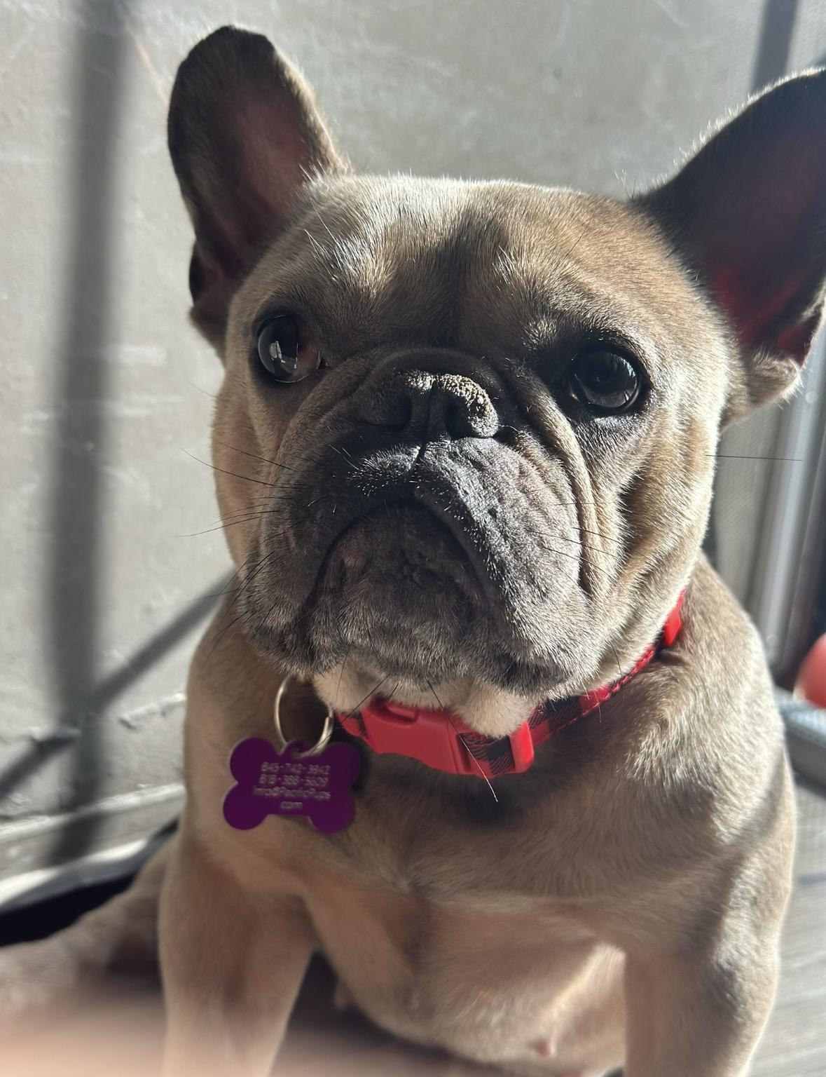 Queenie, a ADOPTABLE French Bulldog in Marina Del Rey, CA image 1/6