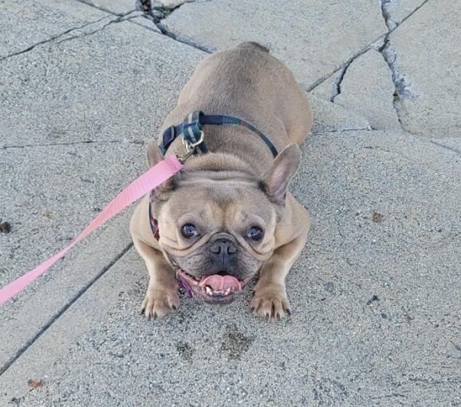 Queenie, a ADOPTABLE French Bulldog in Marina Del Rey, CA image 2/6
