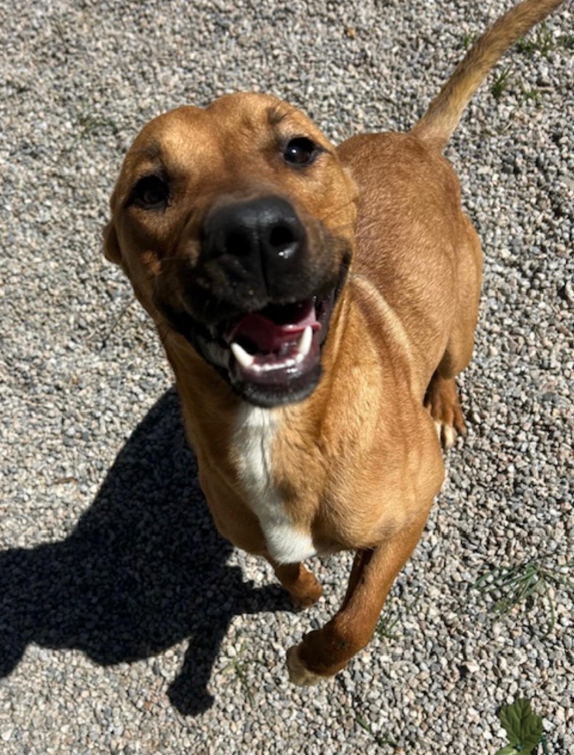 Enlarge DAISY, a Adoptable Shepherd in Seattle , WA image 1/4