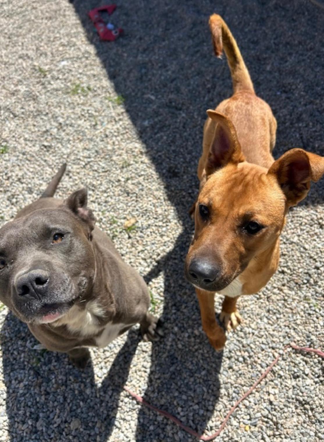 Enlarge DAISY, a Adoptable Shepherd in Seattle , WA image 2/4