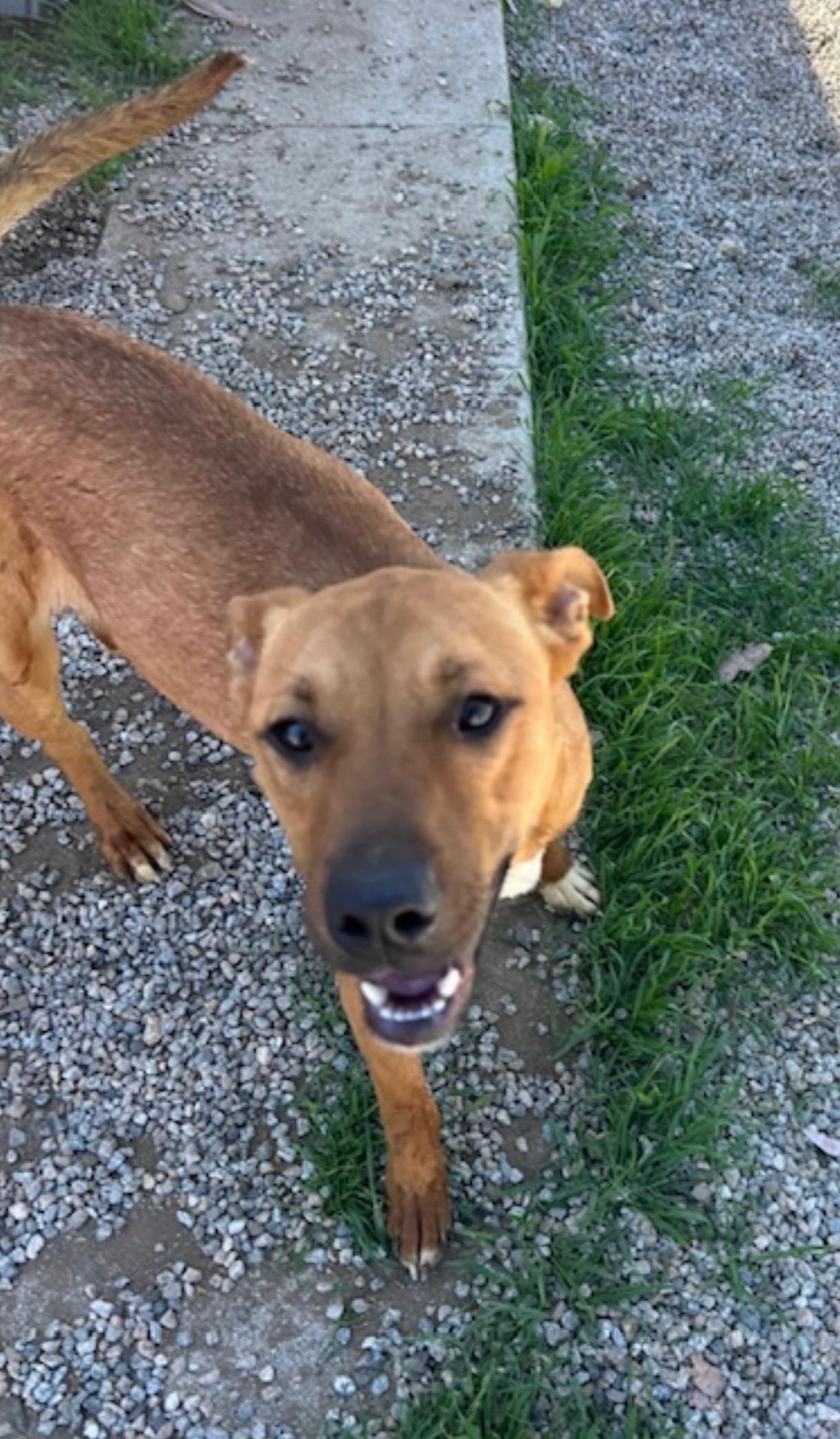 Enlarge DAISY, a Adoptable Shepherd in Seattle , WA image 3/4