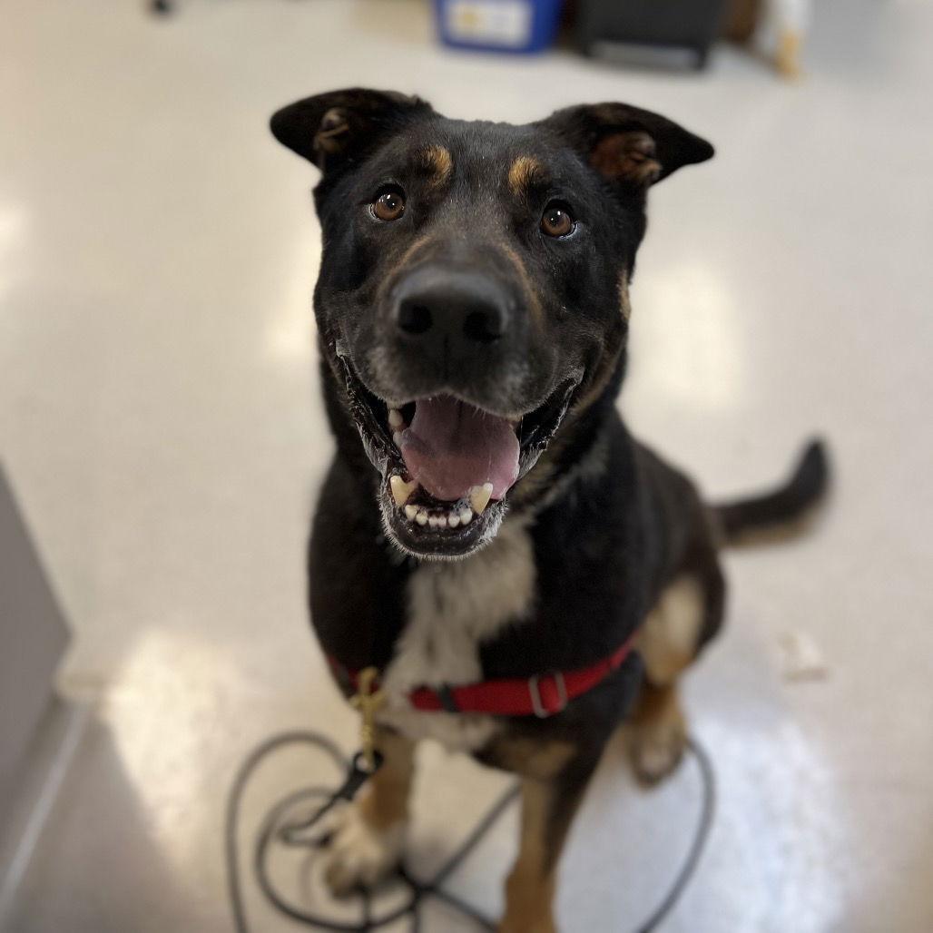 Max, Adoptable, Adult Male Rottweiler.