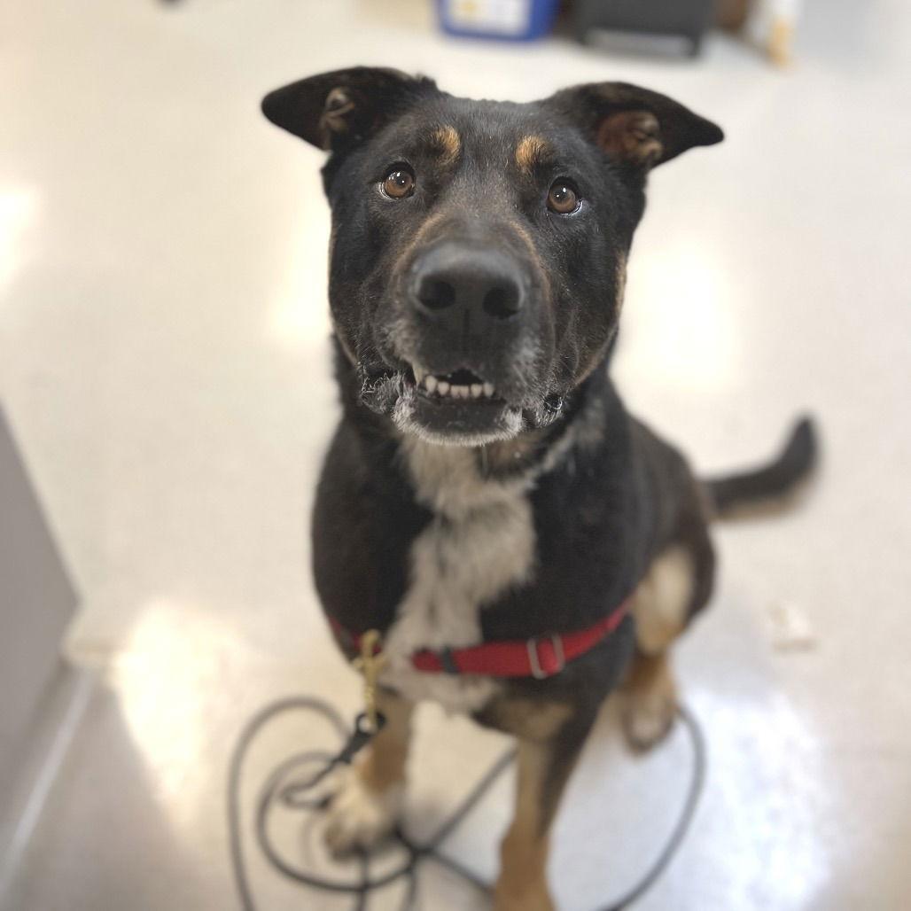 Max, a Adoptable Rottweiler in Rohnert Park, CA image 1/3