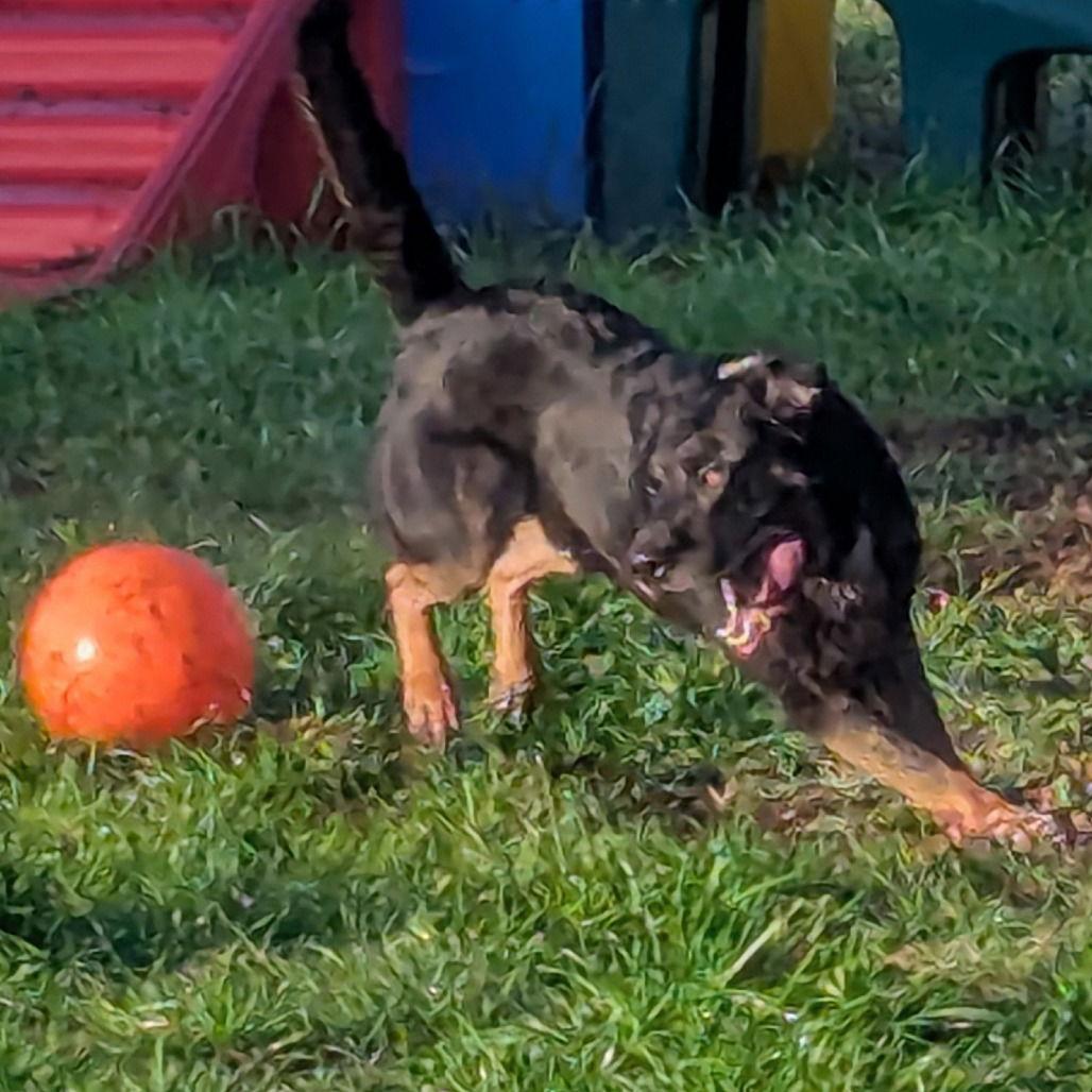 Max, a Adoptable Rottweiler in Rohnert Park, CA image 2/3
