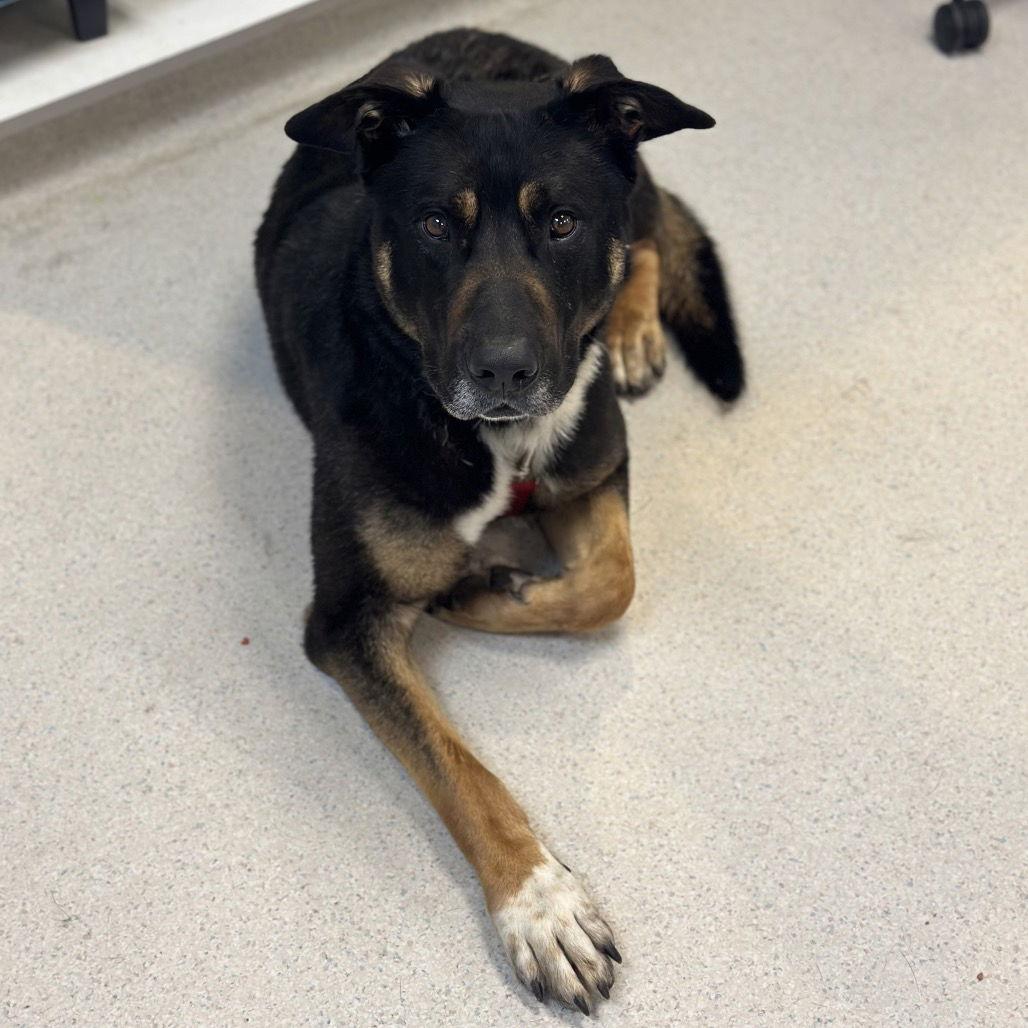 Max, a Adoptable Rottweiler in Rohnert Park, CA image 3/3