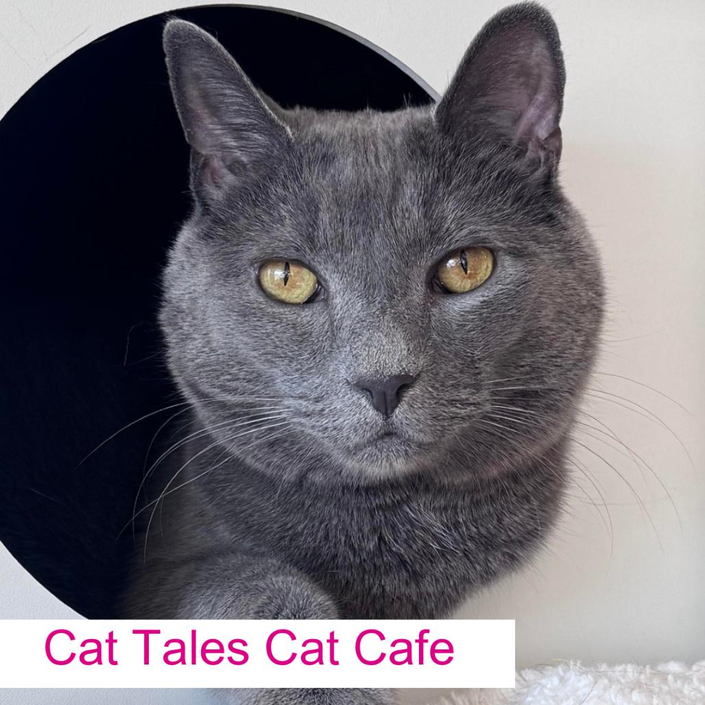 Horace, a Adoptable Domestic Short Hair in Chapel Hill, NC image 1/3