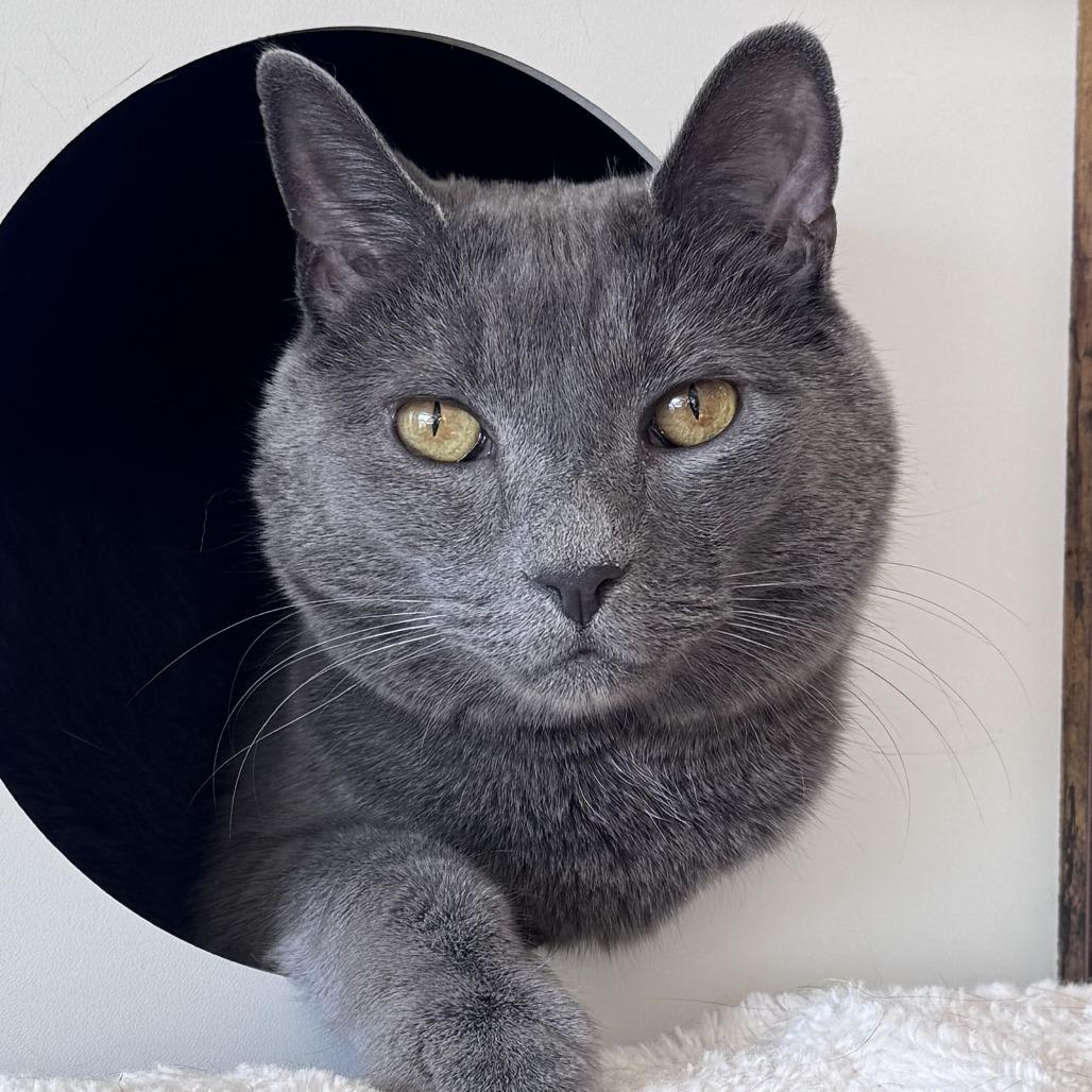 Horace, a Adoptable Domestic Short Hair in Chapel Hill, NC image 2/3