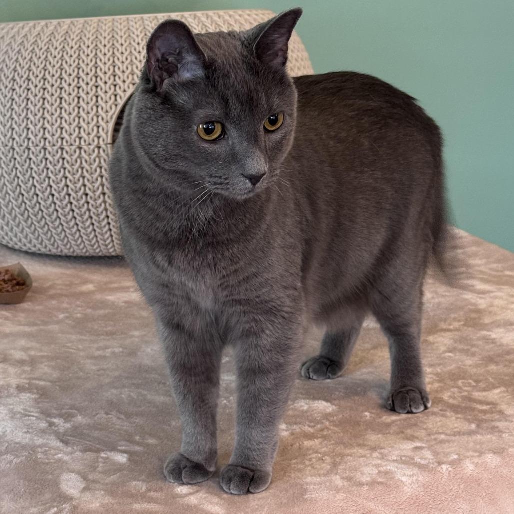 Horace, a Adoptable Domestic Short Hair in Chapel Hill, NC image 3/3