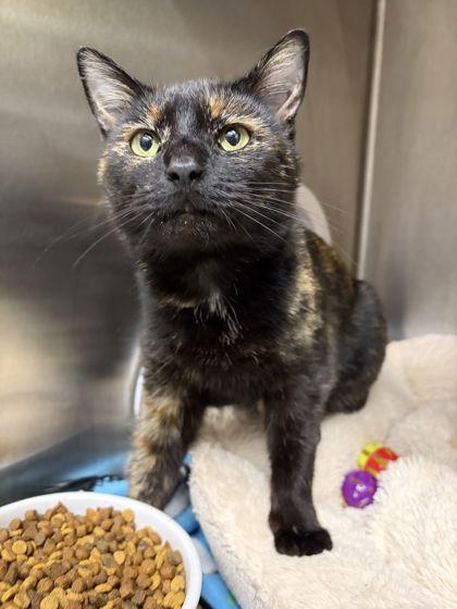 Enlarge Marrigold, a Adoptable mixed breed in Shawano, WI image 1/1
