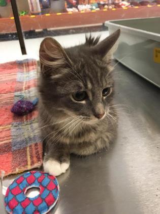 Boots (must be adopted with Dora), Adoptable, Adult Male Domestic Long Hair & Domestic Short Hair.