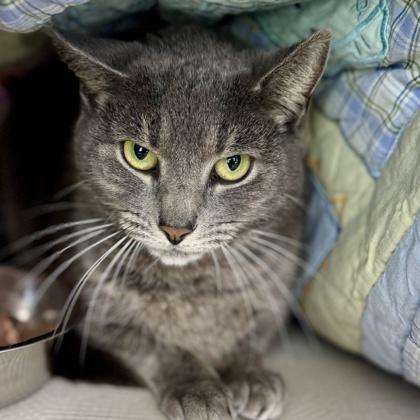 Kidda, Adoptable, Adult Female Domestic Short Hair.