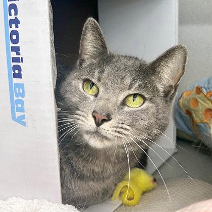 Enlarge Kidda, a Adoptable mixed breed in Atlanta, GA image 2/2