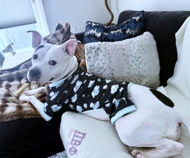 Enlarge Casey, a Adoptable mixed breed in Washington, DC image 1/3
