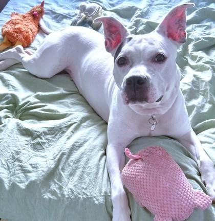 Enlarge Casey, a Adoptable mixed breed in Washington, DC image 3/3