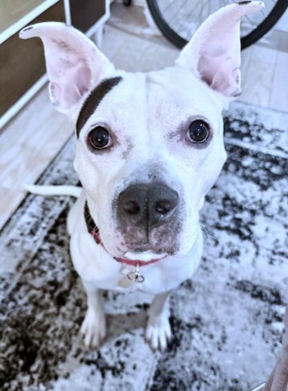 Enlarge Casey, a Adoptable mixed breed in Washington, DC image 3/3