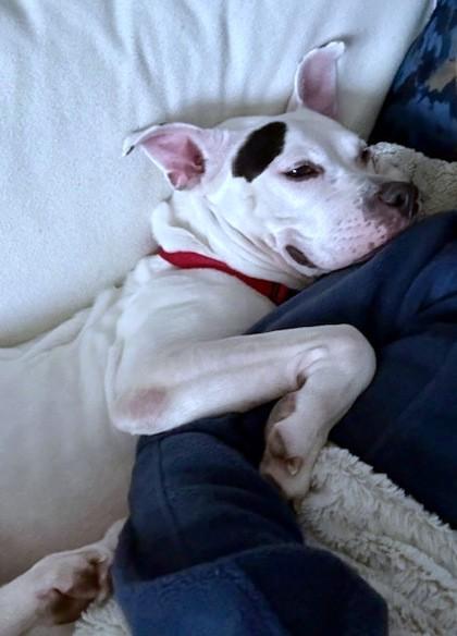 Enlarge Casey, a Adoptable mixed breed in Washington, DC image 3/3