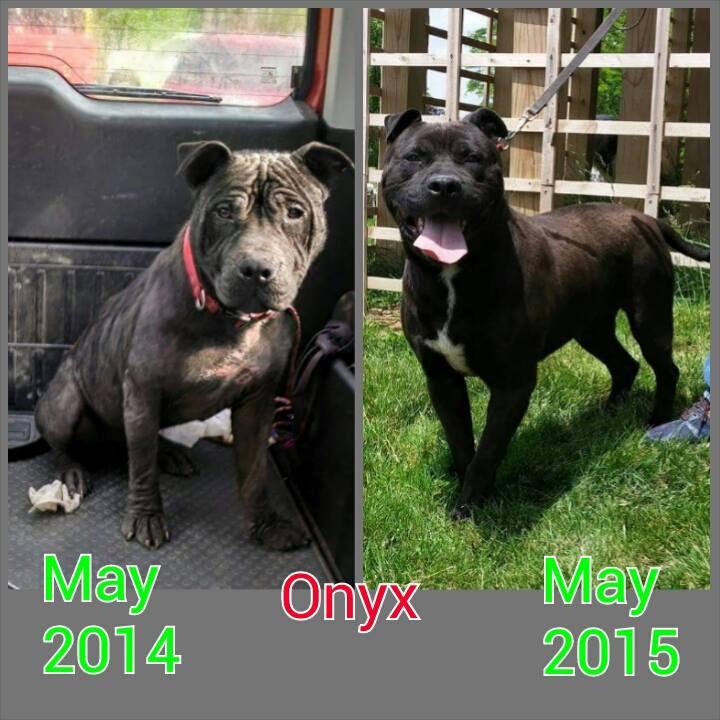 ONYX - IN RESCUE 10+YRS. photo 1