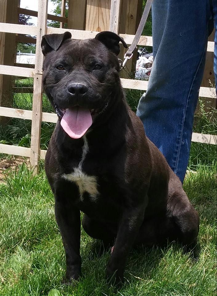 Enlarge ONYX - IN RESCUE 10+YRS., a Adoptable Staffordshire Bull Terrier in Woodsfield, OH image 3/3