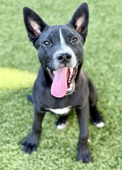 Stitch, an adoptable Terrier, McNab in Red Bluff, CA, 96080 | Photo Image 5