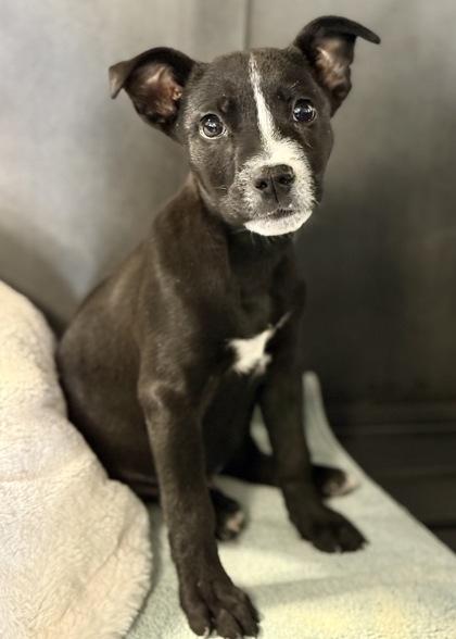 Stitch, an adoptable Terrier, McNab in Red Bluff, CA, 96080 | Photo Image 4