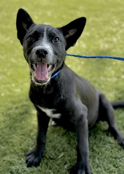 Stitch, an adoptable Terrier, McNab in Red Bluff, CA, 96080 | Photo Image 2