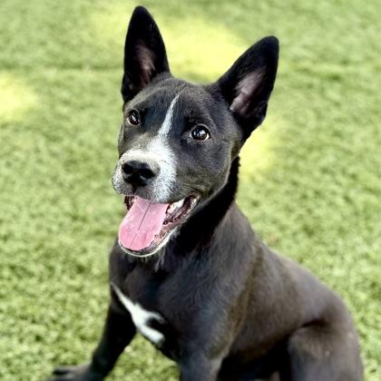 Stitch, an adoptable Terrier, McNab in Red Bluff, CA, 96080 | Photo Image 3