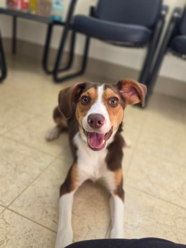 Chi, Adoptable, Adult Male Beagle.
