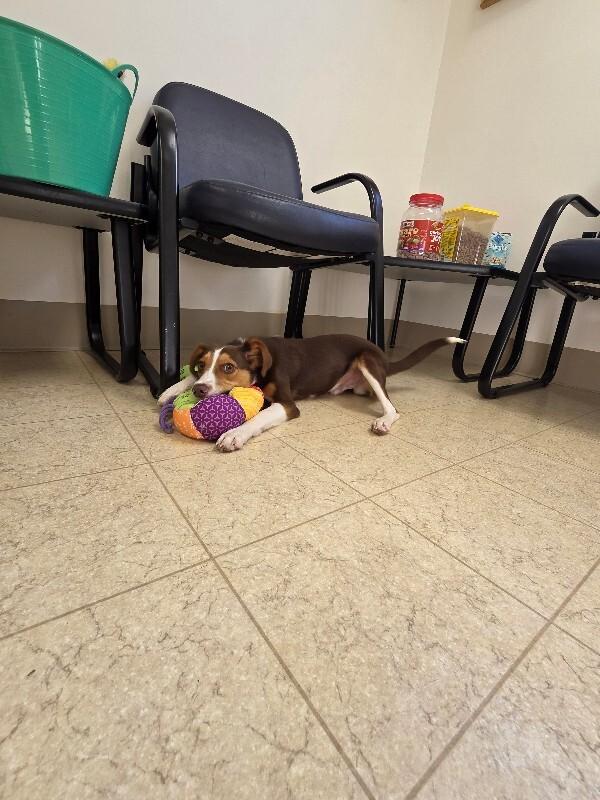 Enlarge Chi, a Adopted Beagle in Bluffton, IN image 2/3