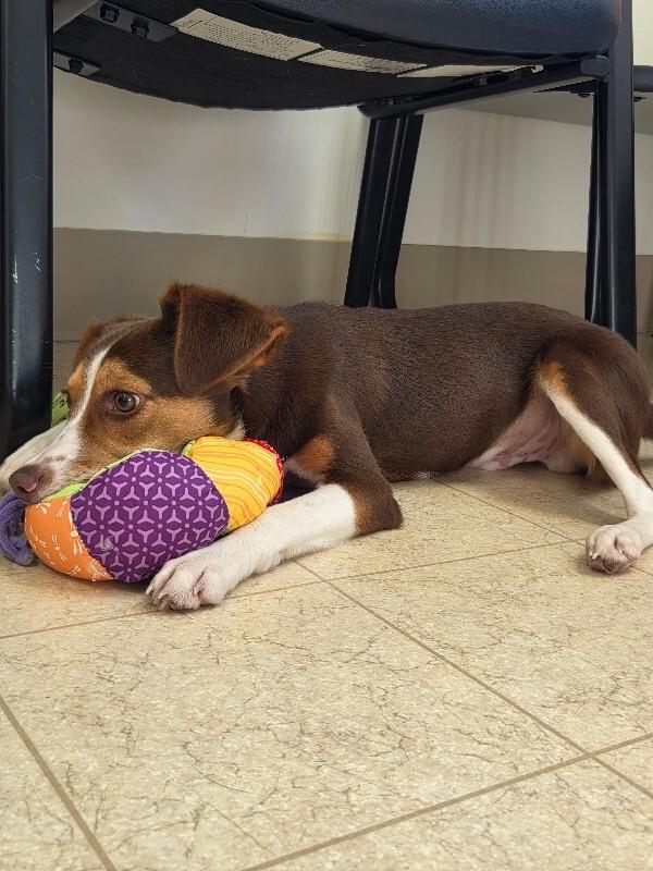 Enlarge Chi, a Adopted Beagle in Bluffton, IN image 3/3